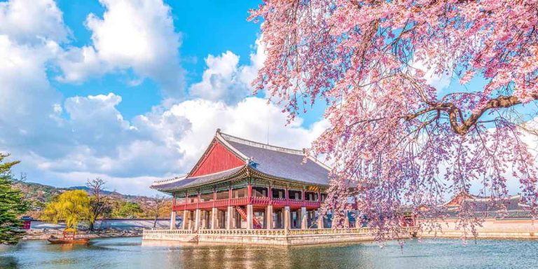 한국 최고의 봄 여행지: 벚꽃과 봄의 빛이 어우러지다